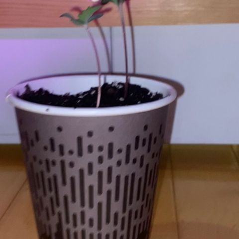 Regular seed (no name) growlog timeline photo