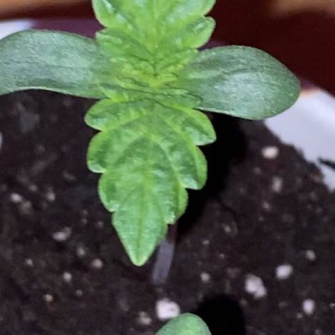 Regular seed (no name) growlog timeline photo
