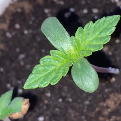 Regular seed (no name) growlog timeline photo