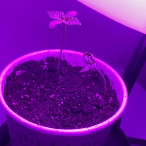 Regular seed (no name) growlog timeline photo