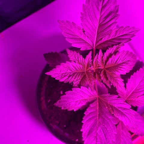 Regular seed (no name) growlog timeline photo