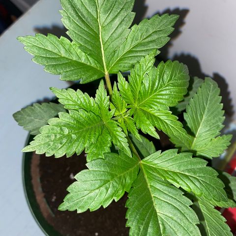 Regular seed (no name) growlog timeline photo