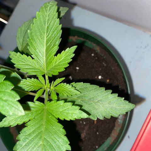 Génétique inconnue growlog timeline photo