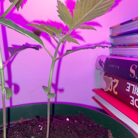 Génétique inconnue growlog timeline photo