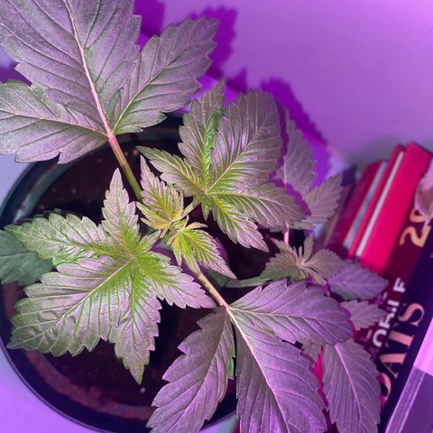 Regular seed (no name) growlog timeline photo