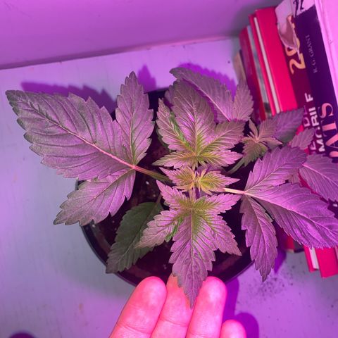 Regular seed (no name) growlog timeline photo