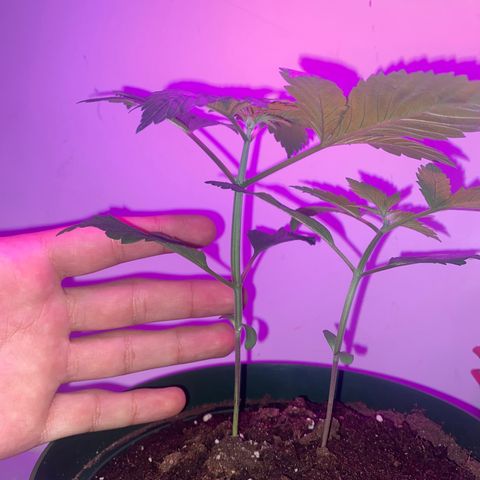 Regular seed (no name) growlog timeline photo