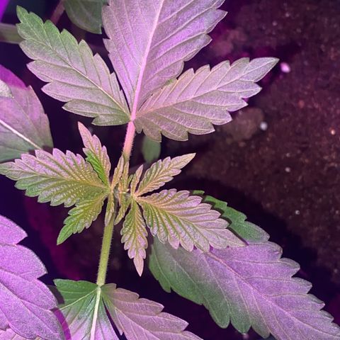 Génétique inconnue growlog timeline photo