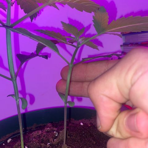 Génétique inconnue growlog timeline photo
