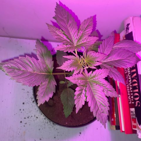 Regular seed (no name) growlog timeline photo