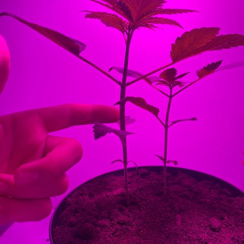 Regular seed (no name) growlog timeline photo
