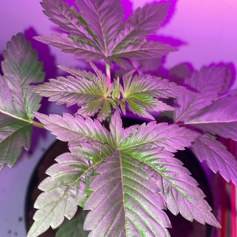 Regular seed (no name) growlog timeline photo