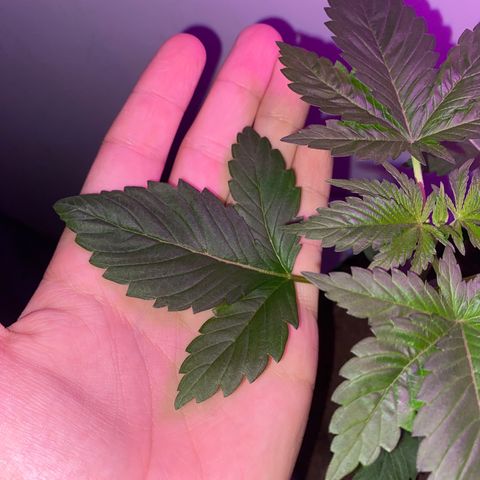 Regular seed (no name) growlog timeline photo
