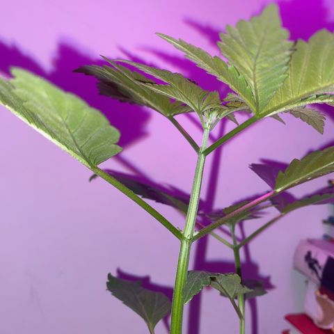 Regular seed (no name) growlog timeline photo