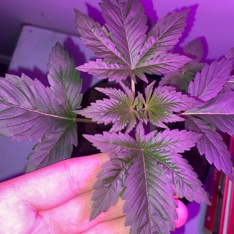 Regular seed (no name) growlog timeline photo