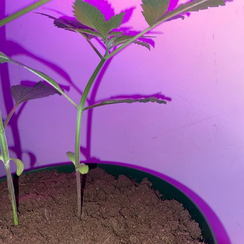 Génétique inconnue growlog timeline photo