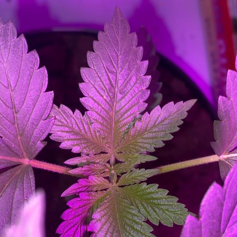 Génétique inconnue growlog timeline photo