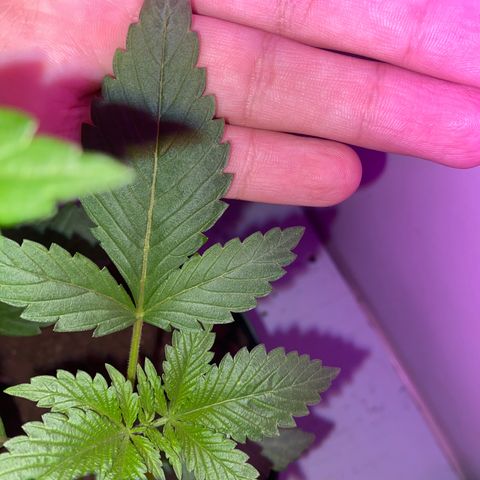 Génétique inconnue growlog timeline photo