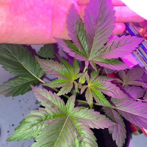 Regular seed (no name) growlog timeline photo