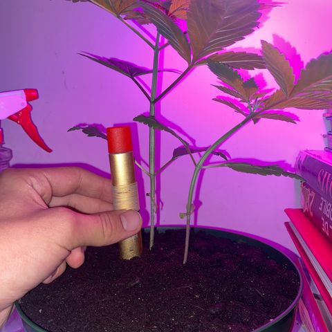 Regular seed (no name) growlog timeline photo
