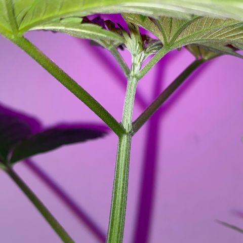 Regular seed (no name) growlog timeline photo