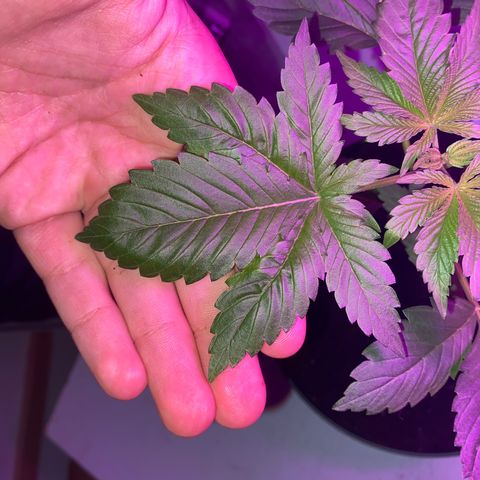 Regular seed (no name) growlog timeline photo