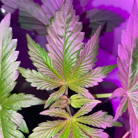 Regular seed (no name) growlog timeline photo