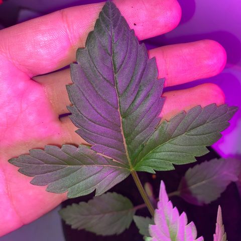 Regular seed (no name) growlog timeline photo