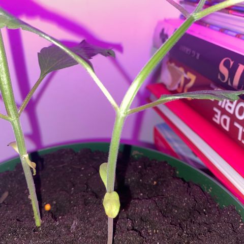 Génétique inconnue growlog timeline photo
