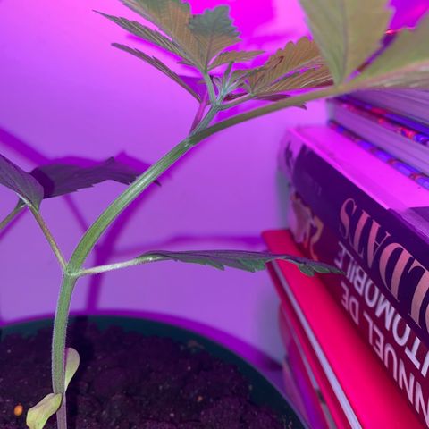 Génétique inconnue growlog timeline photo