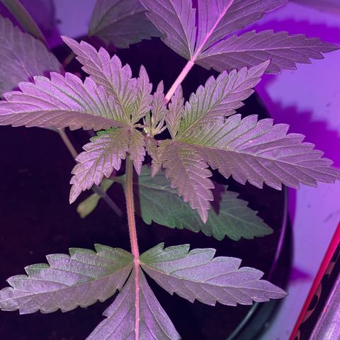 Génétique inconnue growlog timeline photo