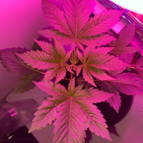 Regular seed (no name) growlog timeline photo
