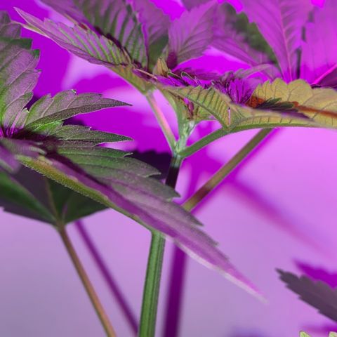 Regular seed (no name) growlog timeline photo