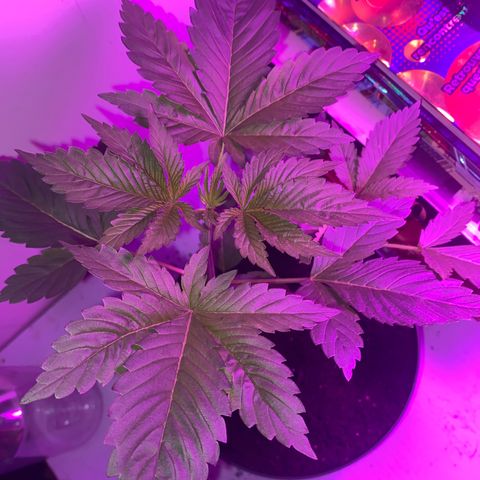 Regular seed (no name) growlog timeline photo