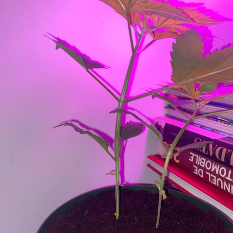 Regular seed (no name) growlog timeline photo