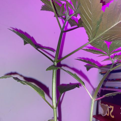 Regular seed (no name) growlog timeline photo