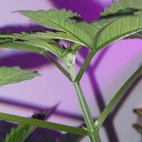 Regular seed (no name) growlog timeline photo