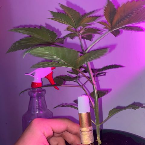 Regular seed (no name) growlog timeline photo