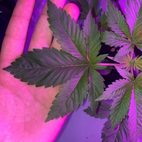 Regular seed (no name) growlog timeline photo