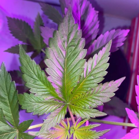 Regular seed (no name) growlog timeline photo