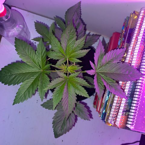 Regular seed (no name) growlog timeline photo