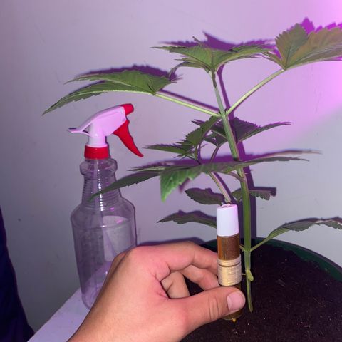 Regular seed (no name) growlog timeline photo