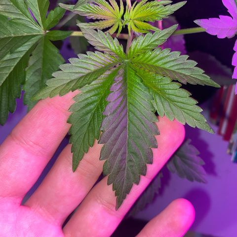 Regular seed (no name) growlog timeline photo