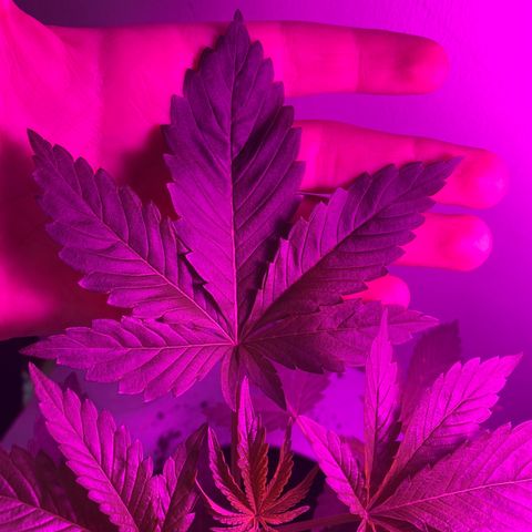 Regular seed (no name) growlog timeline photo