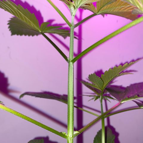 Regular seed (no name) growlog timeline photo