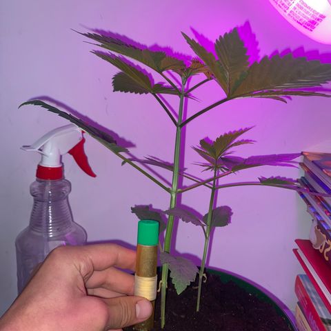 Regular seed (no name) growlog timeline photo