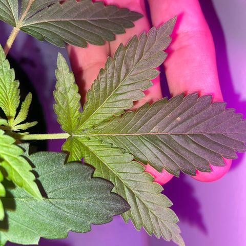 Génétique inconnue growlog timeline photo