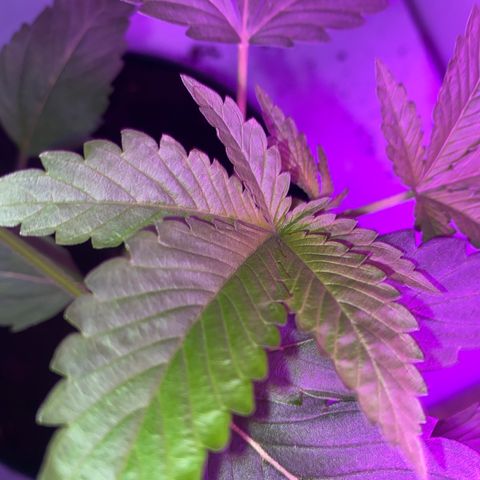 Génétique inconnue growlog timeline photo