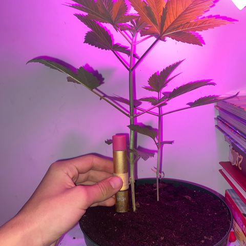 Génétique inconnue growlog timeline photo