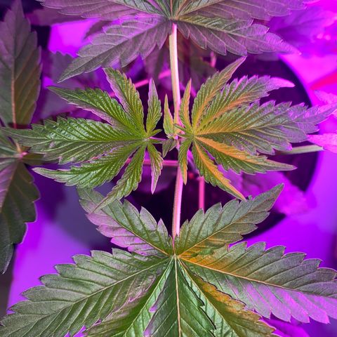 Regular seed (no name) growlog timeline photo